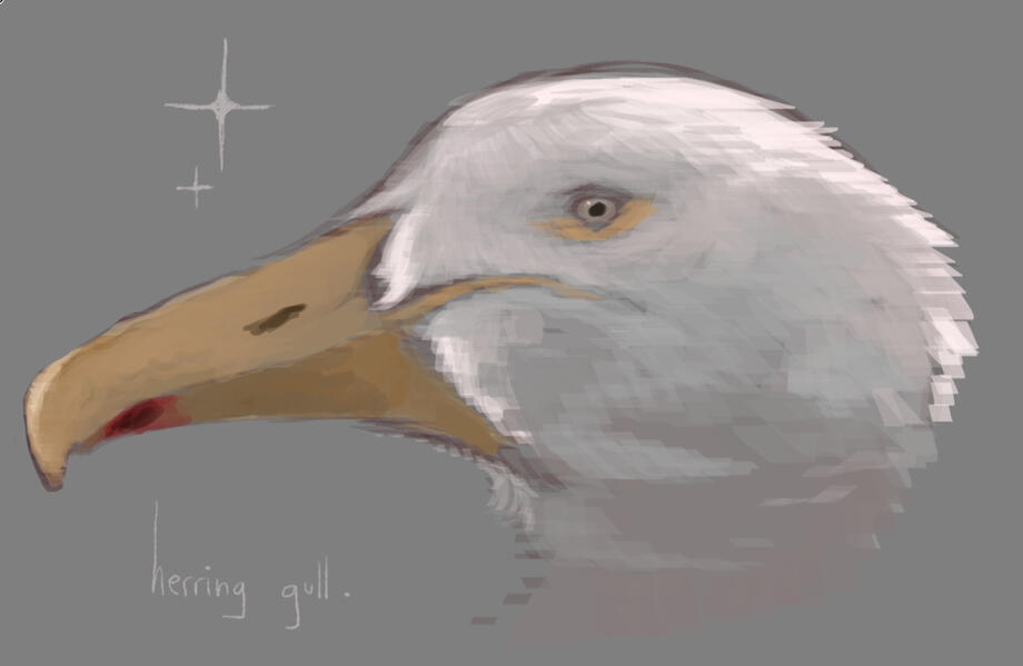herring gull | bird bust experiments