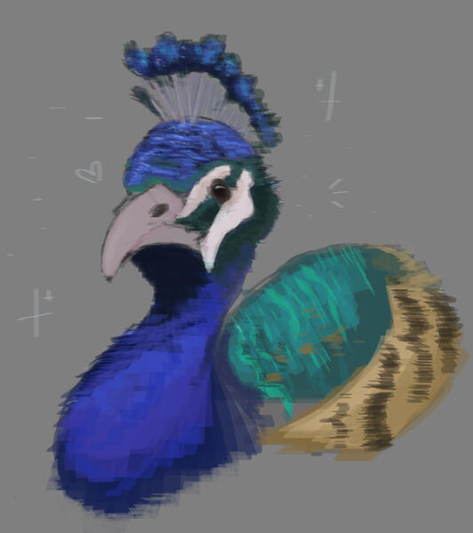 peacock | bird bust experiments