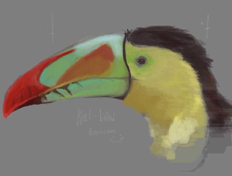 toucan | bird bust experiments